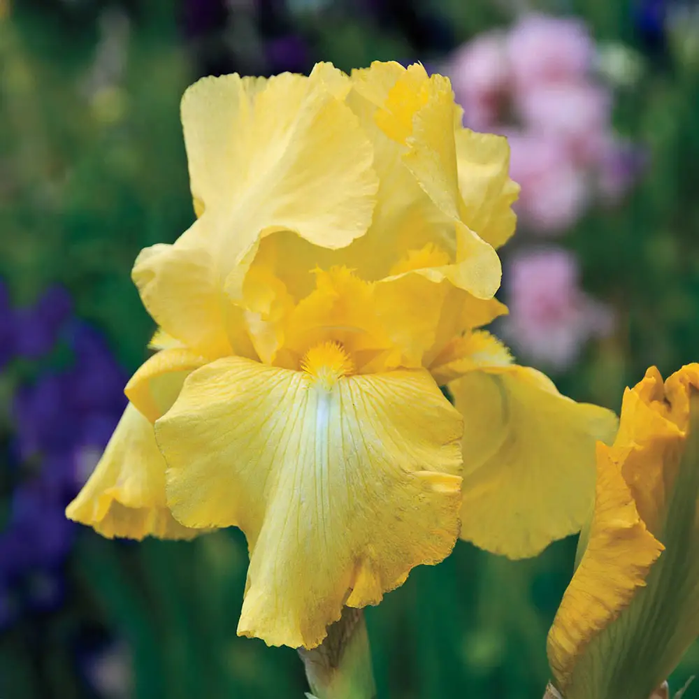 Reblooming German Iris Harvest of Memories - Image 2