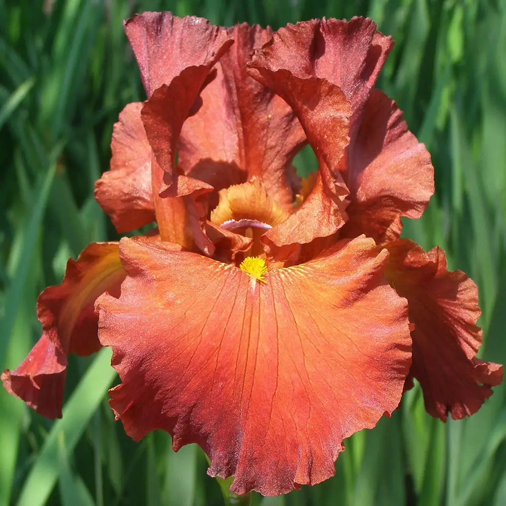 Reblooming German Iris Lest We Forget - Image 2