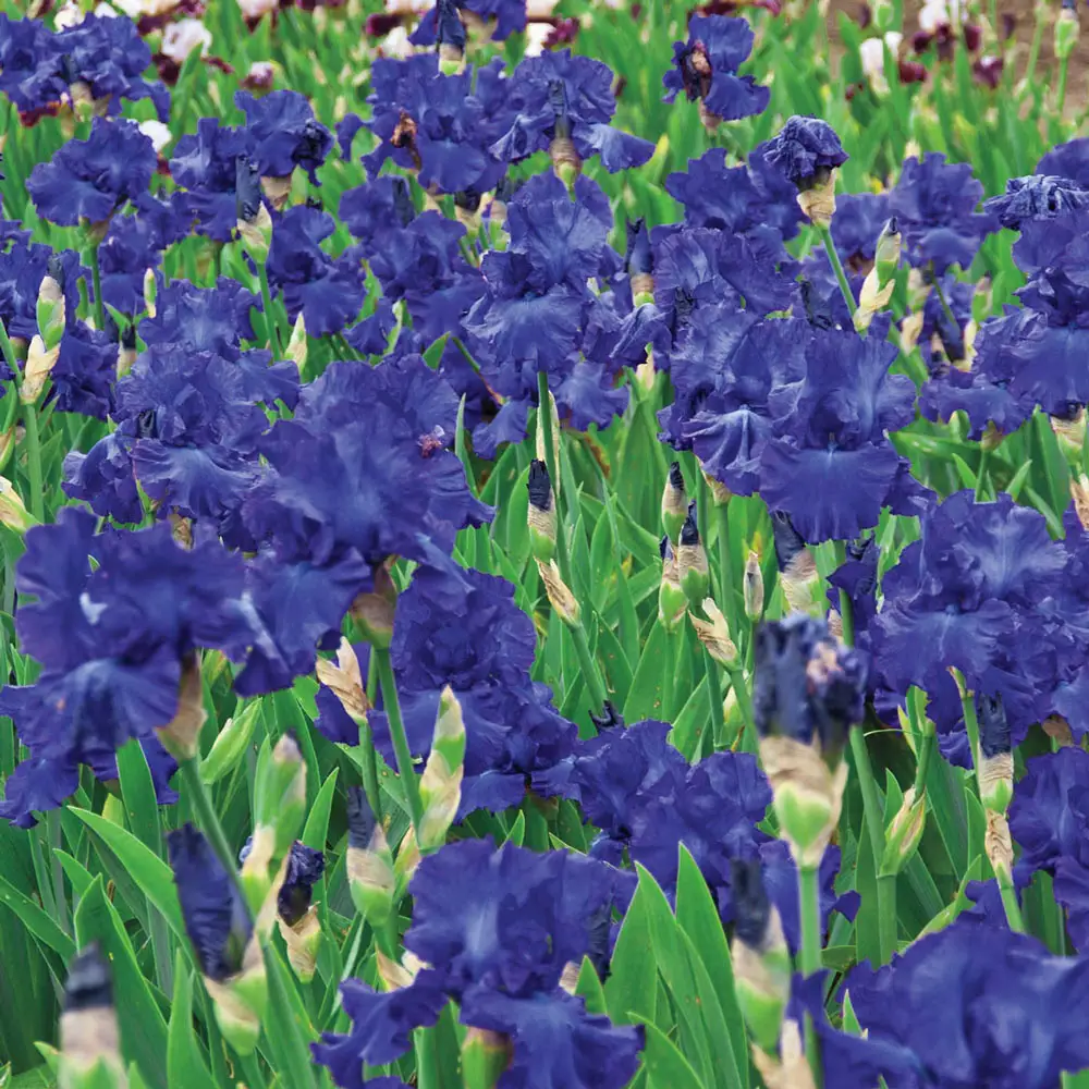 Reblooming German Iris Victoria Falls