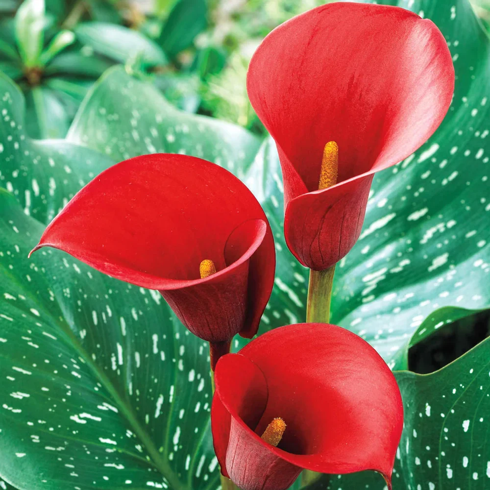 Hybrid Calla Lilies Red Alert - Image 2