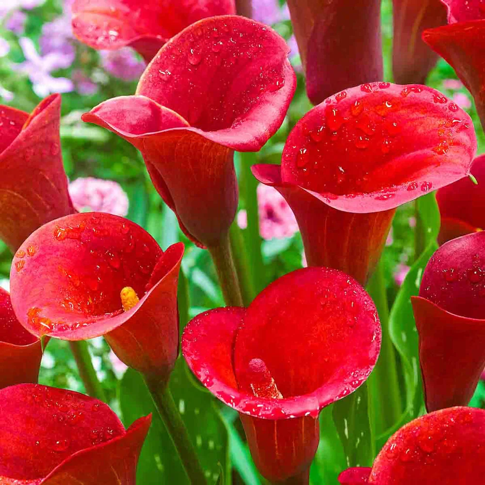 Hybrid Calla Lilies Red Alert - Image 3