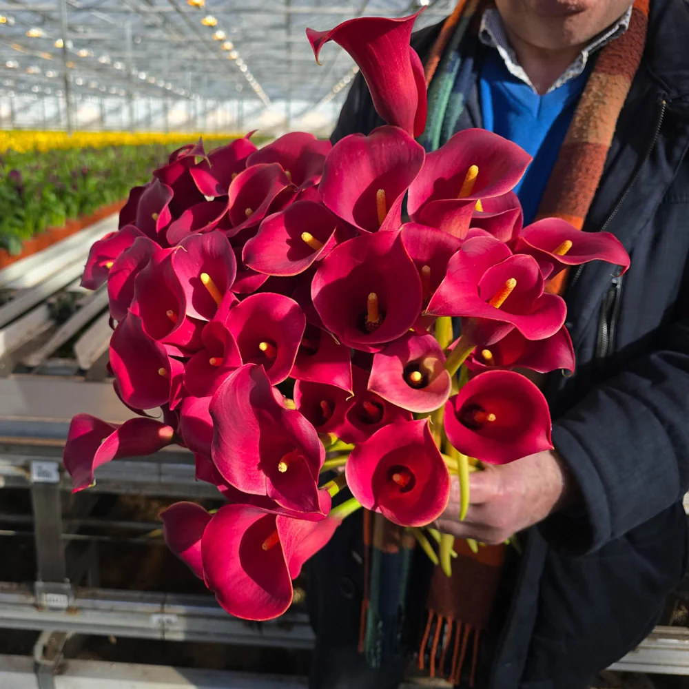 Hybrid Calla Lilies Red Alert - Image 4