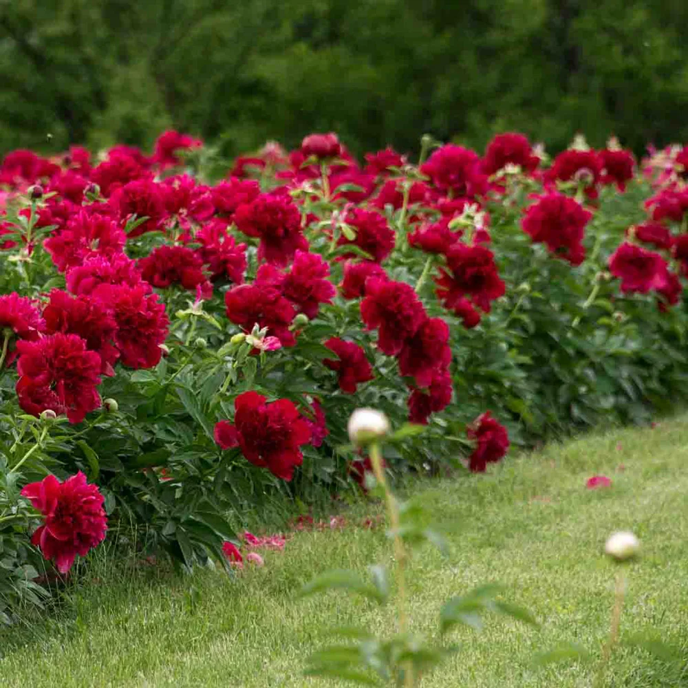 Double Peony Red - Image 6