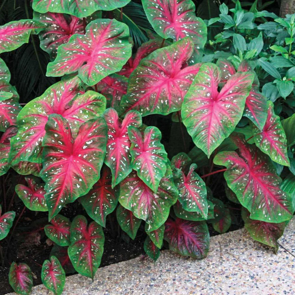 Caladium Red Flash