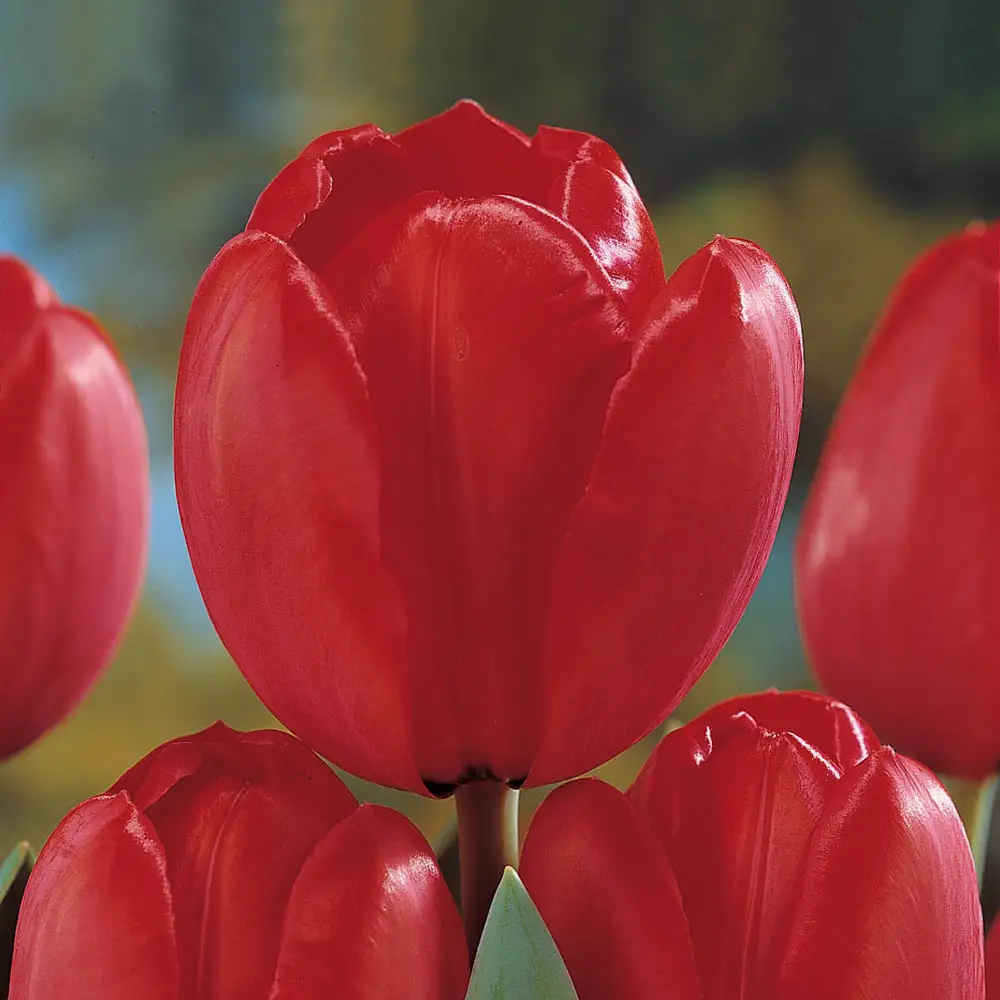Darwin Hybrid Tulip Red Impression - Image 2