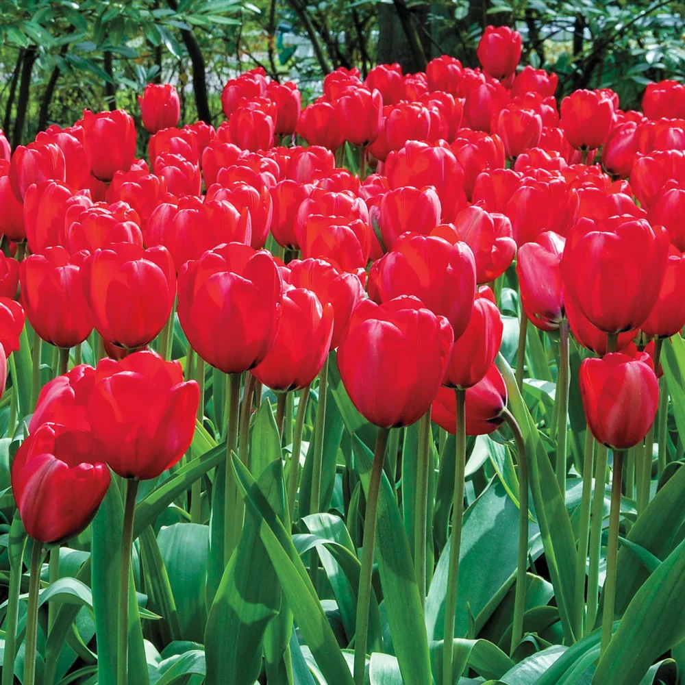Darwin Hybrid Tulip Red Impression - Image 3