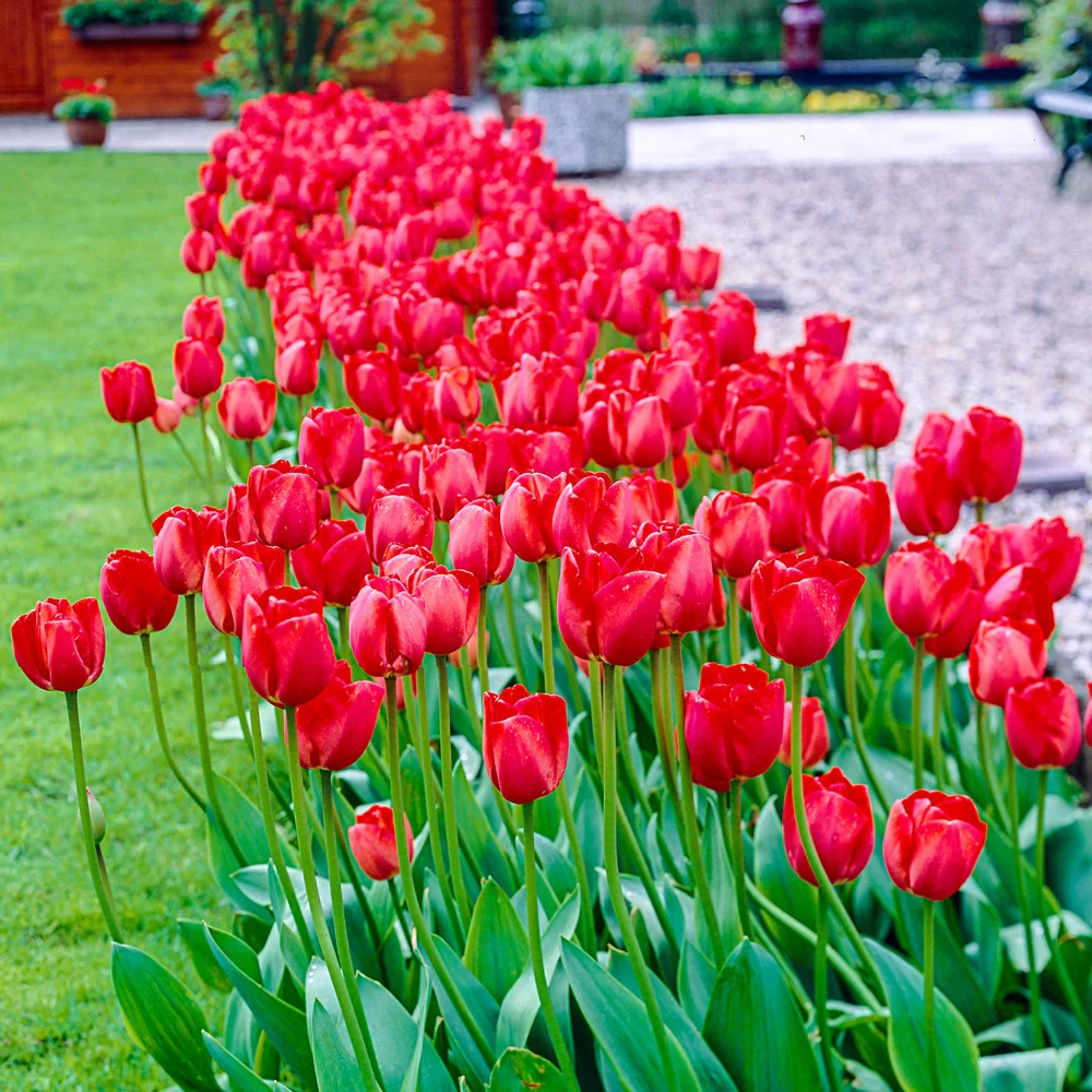 Darwin Hybrid Tulip Red Impression - Image 4