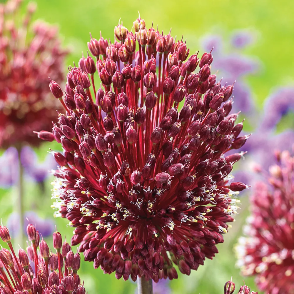 Allium Red Mohican