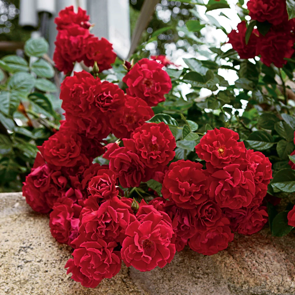 Red Ribbons™ Groundcover Rose - Image 2