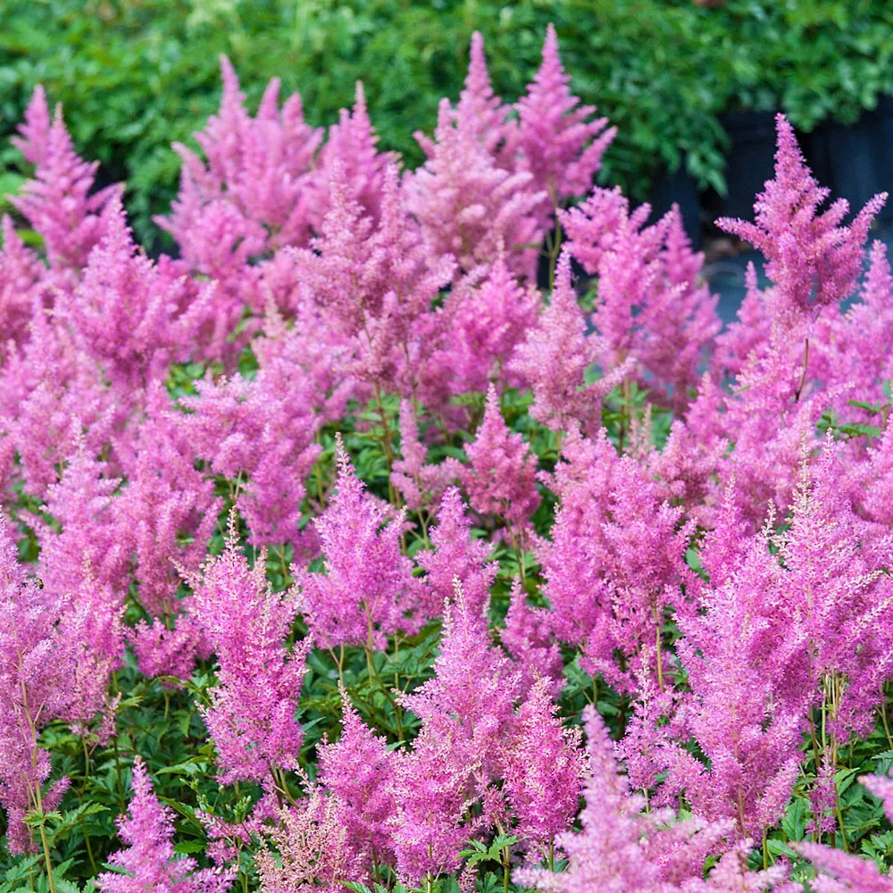 Astilbe Rheinland