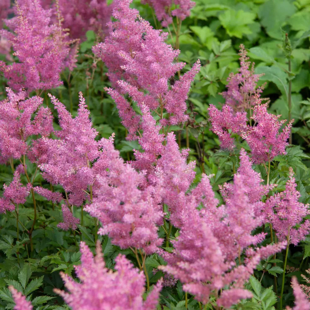 Astilbe Rheinland - Image 2