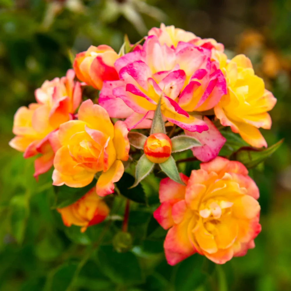 Rio Samba Hybrid Tea Rose