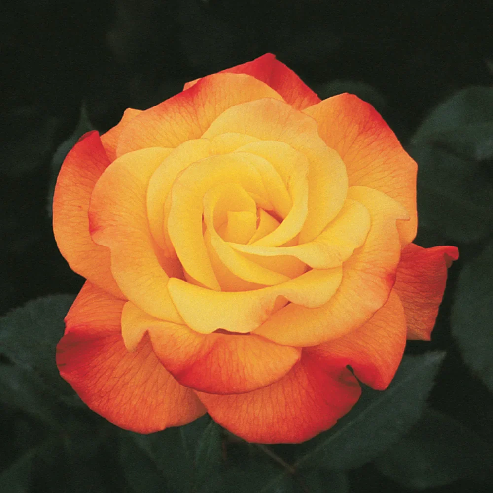 Rio Samba Hybrid Tea Rose - Image 2