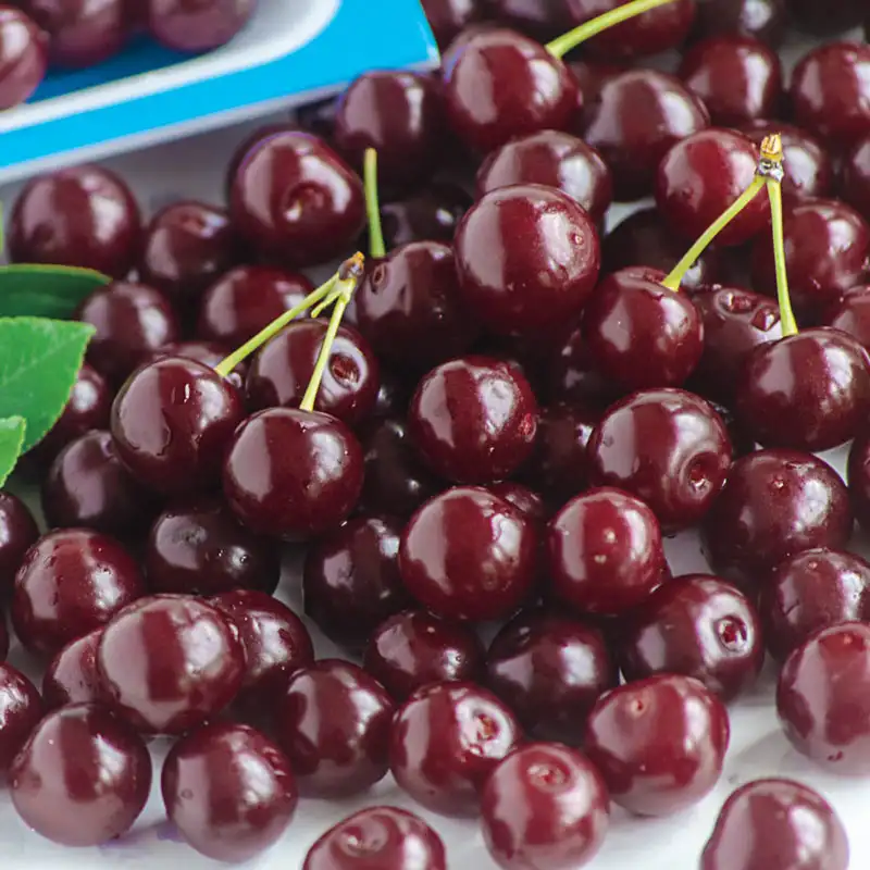 Romeo™ Cherry Bush