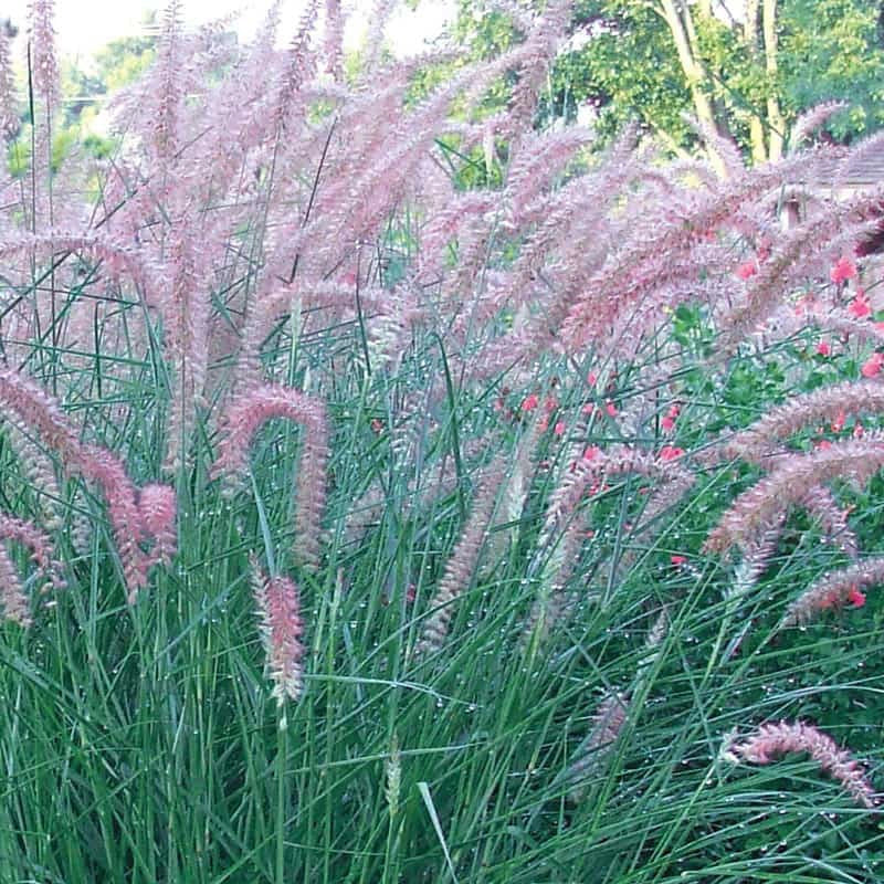 Fountain Karley Rose Grass