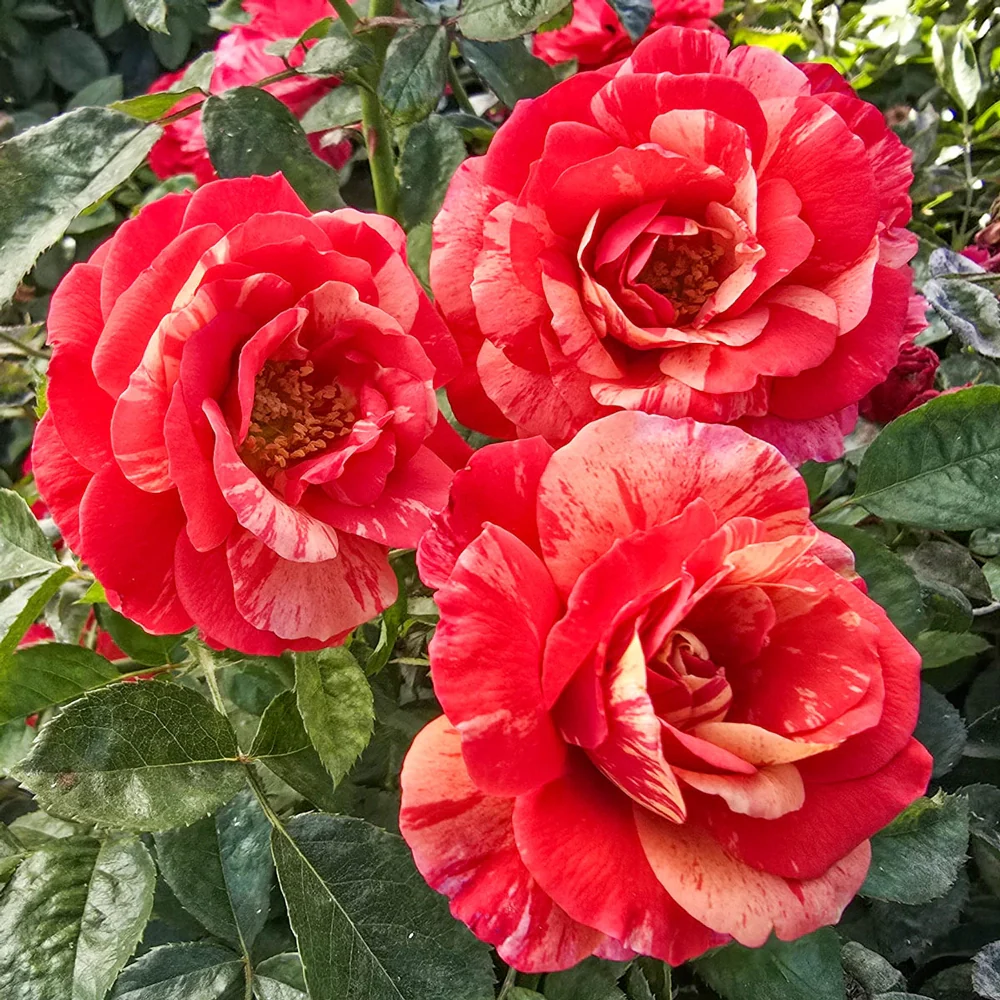 Frida Kahlo® Floribunda Rose