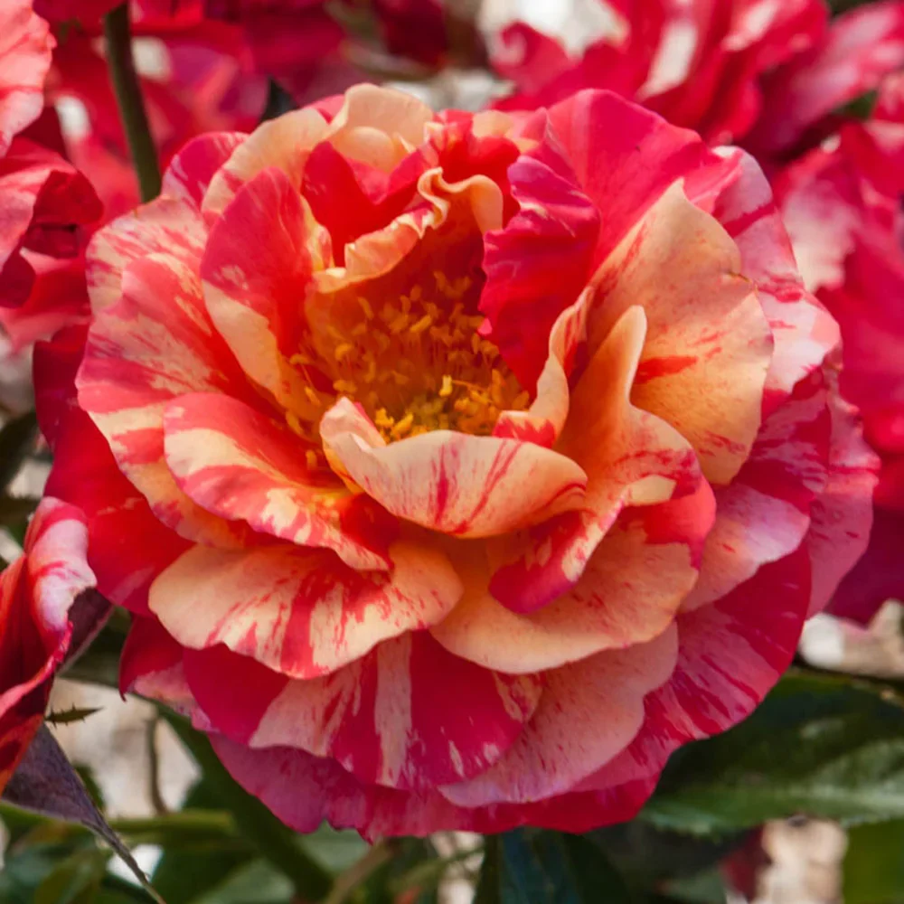 Frida Kahlo® Floribunda Rose - Image 2