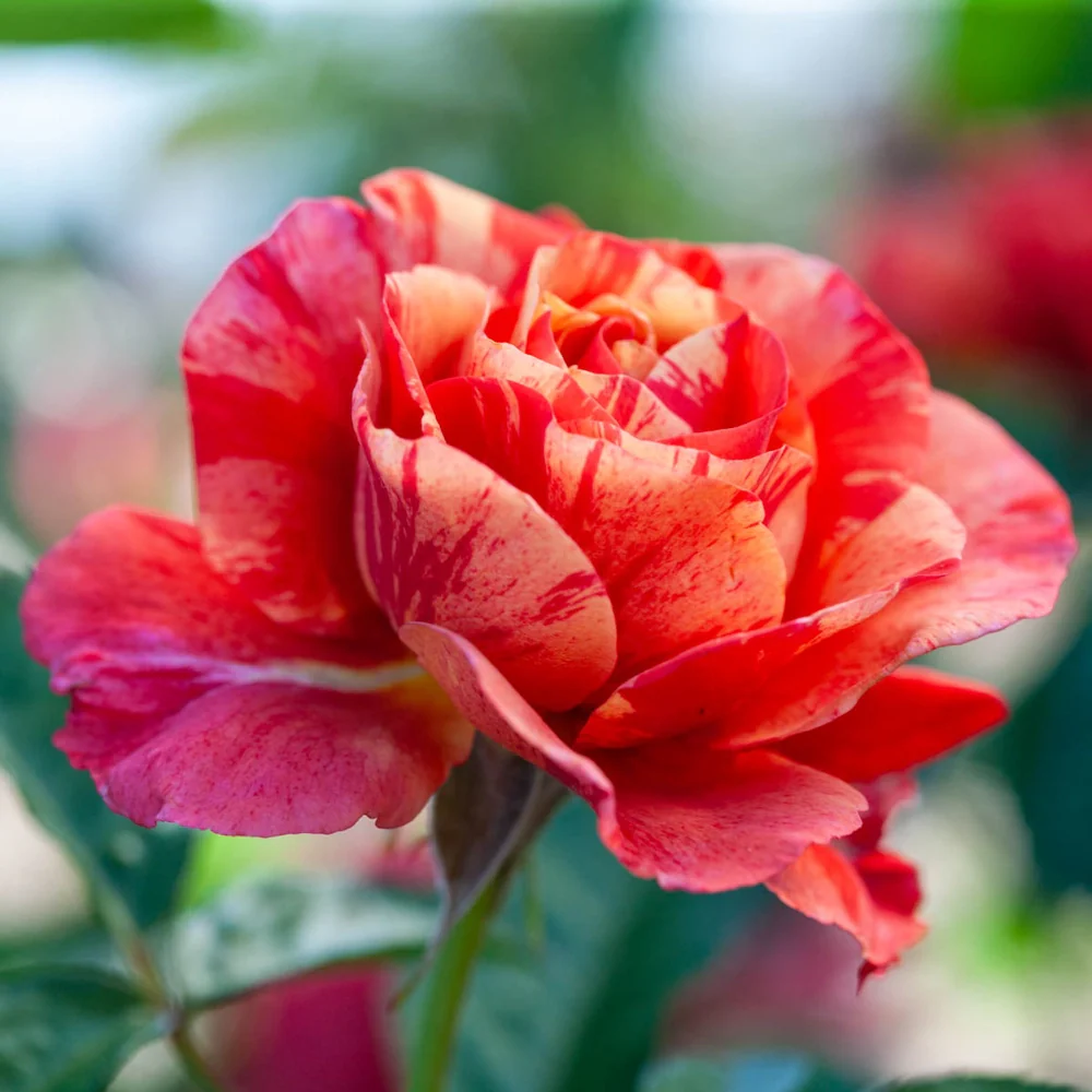 Frida Kahlo® Floribunda Rose - Image 6