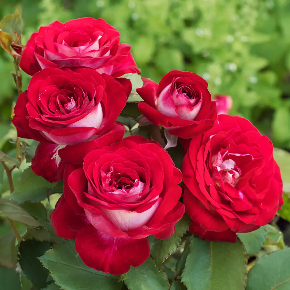 Rose Love At First Sight™