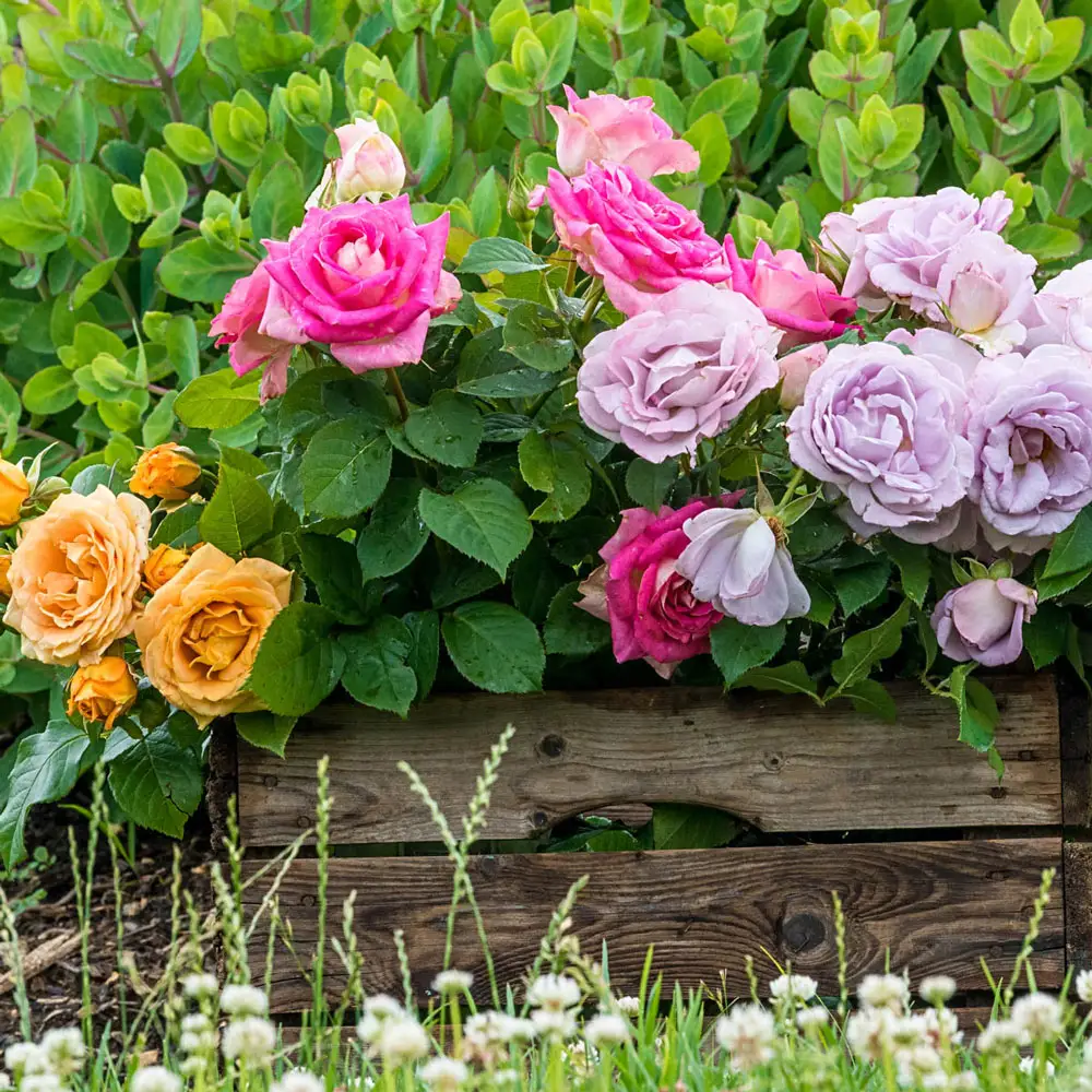 Rose Perfume Factory™