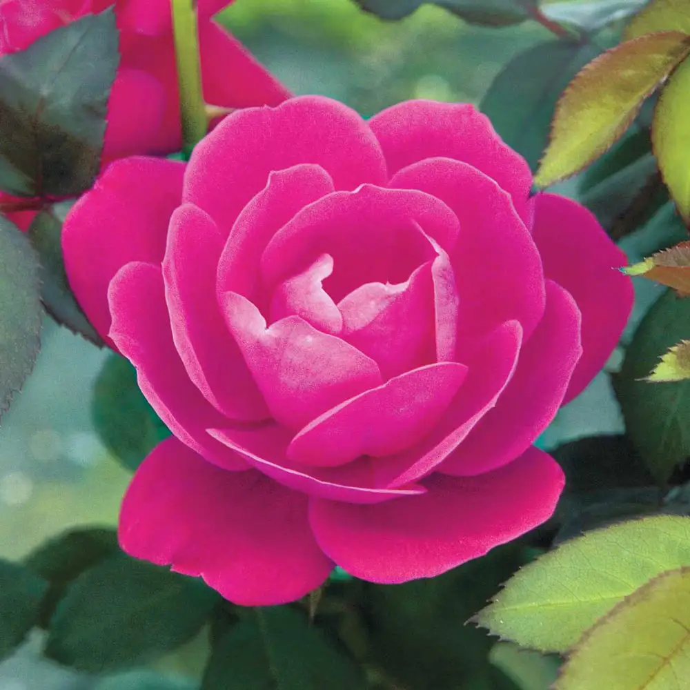 Shrub Rose Pink Double Knock Out® - Image 3