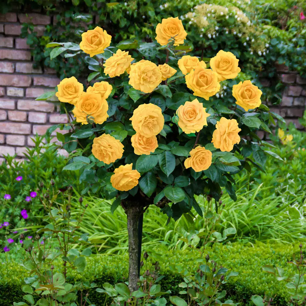 36" Tree Rose Julia Child - Image 2
