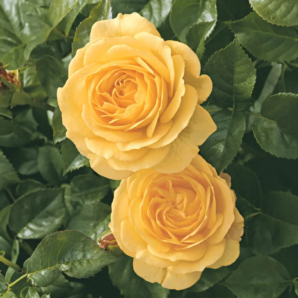 36" Tree Rose Julia Child - Image 3