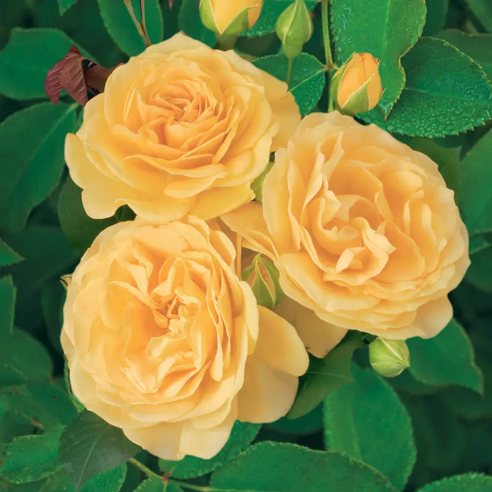 36" Tree Rose Julia Child - Image 4