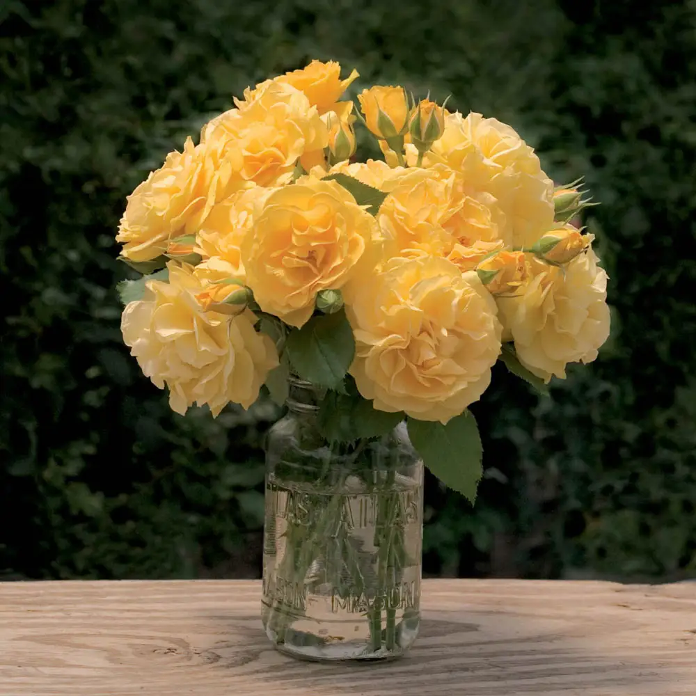 36" Tree Rose Julia Child - Image 5