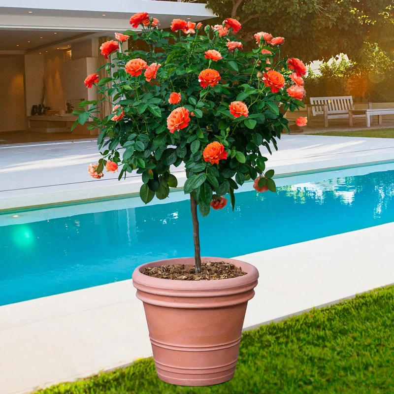 24" Tree Rose Livin' Easy®