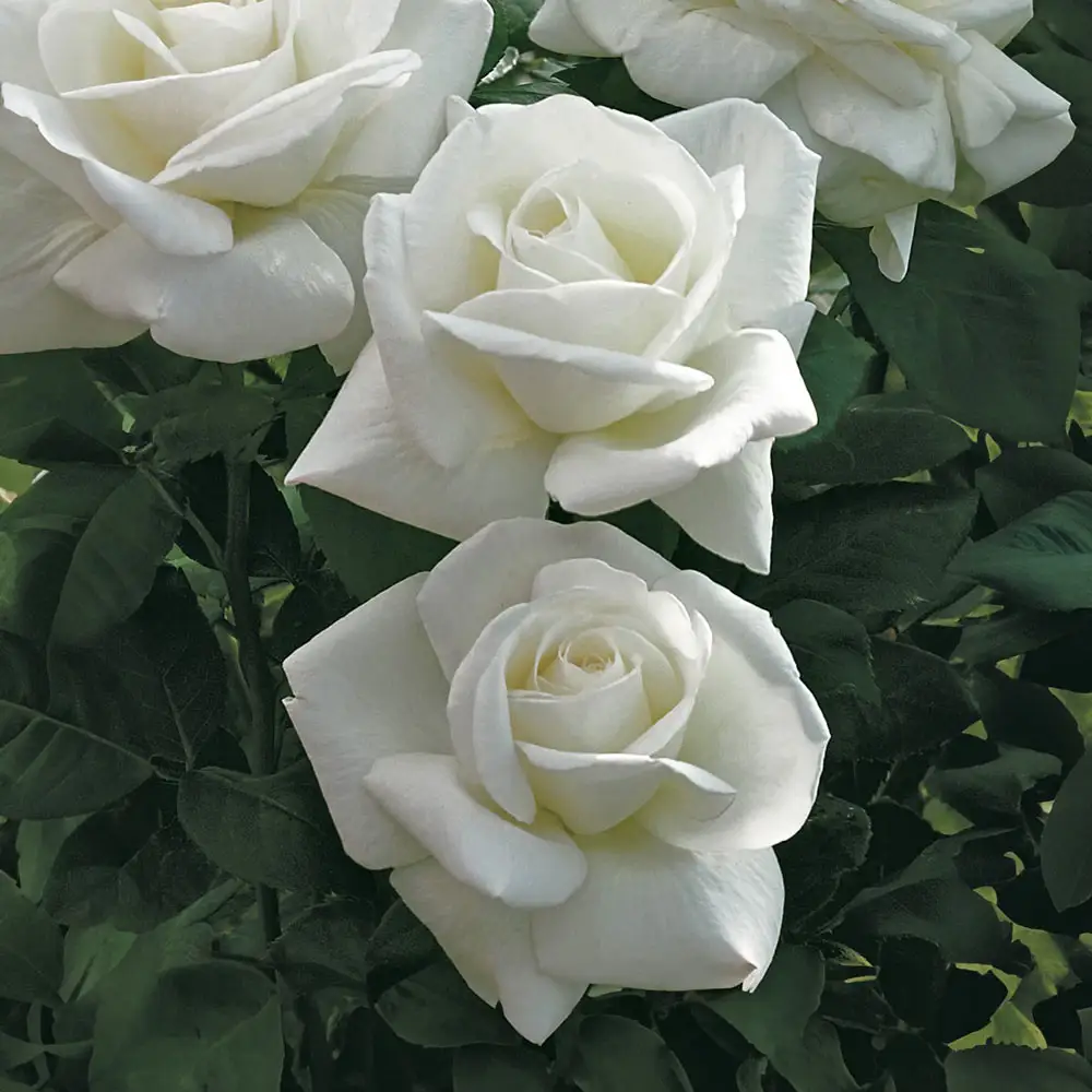 Rose Tree Sugar Moon® - Image 2