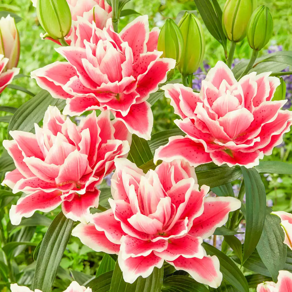 Roselily Samantha