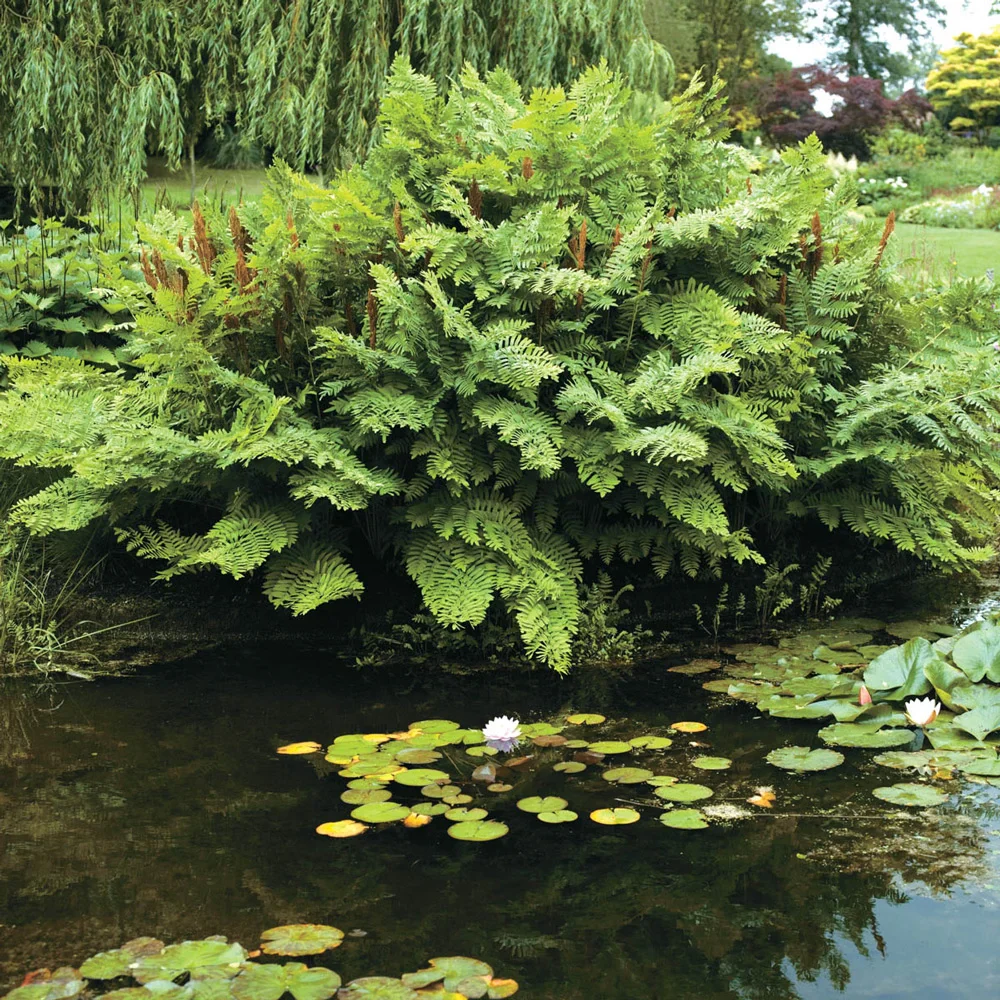 Royal Fern - Image 2