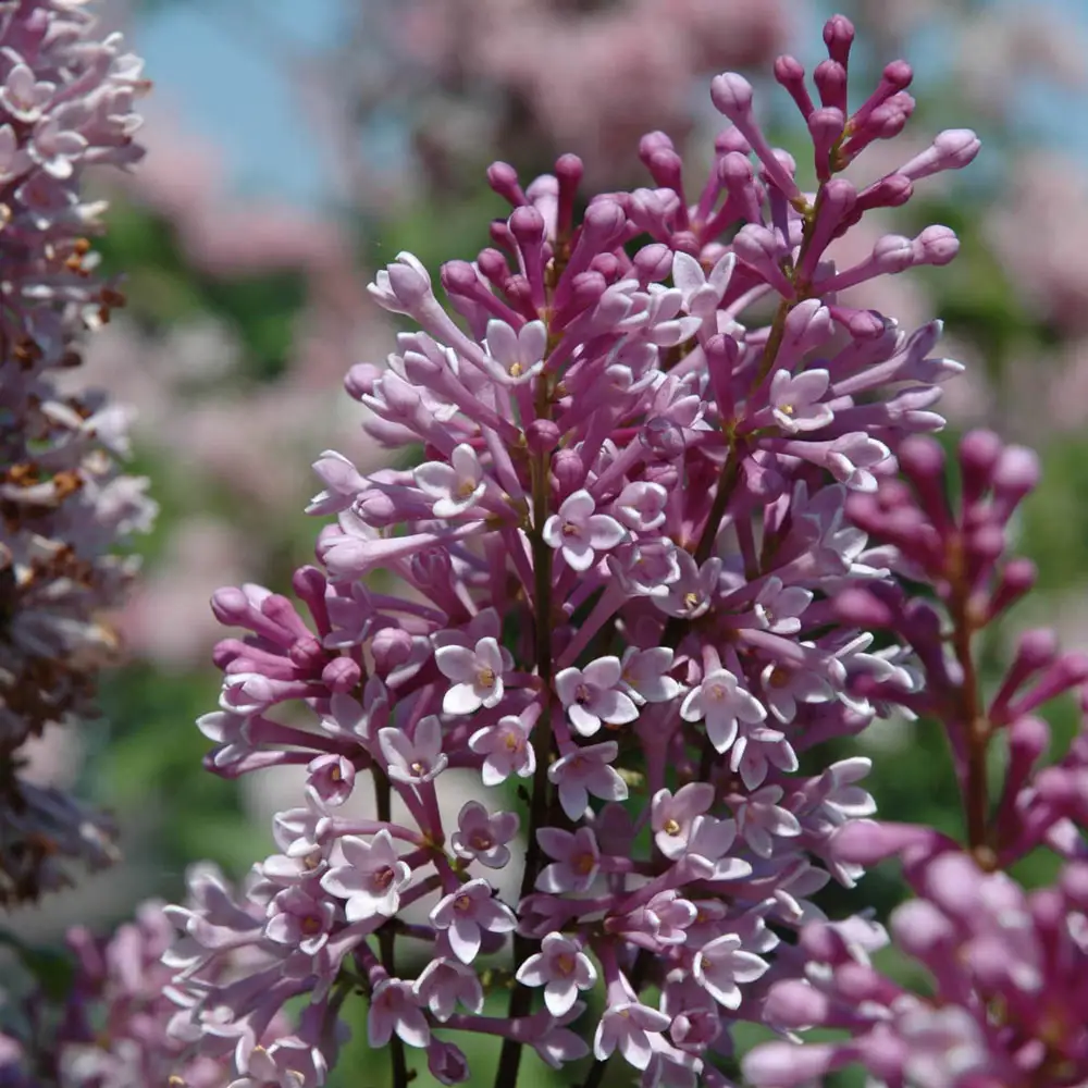 Royalty Lilac Hedge