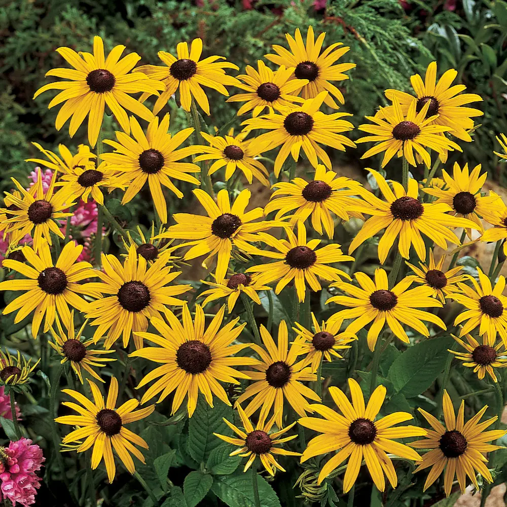 Black-Eyed Susan - Image 3