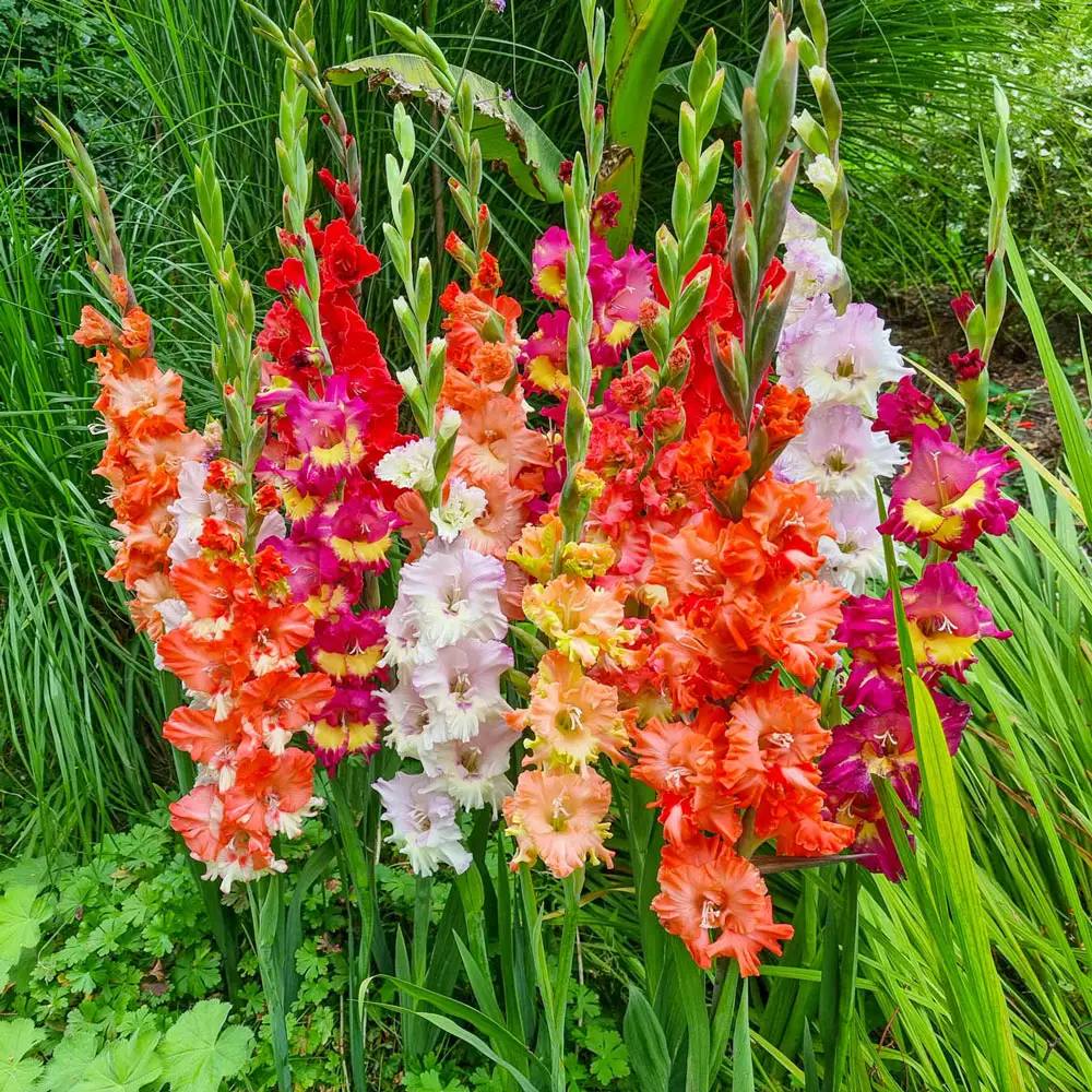 Ruffled Gladiolus Mixture