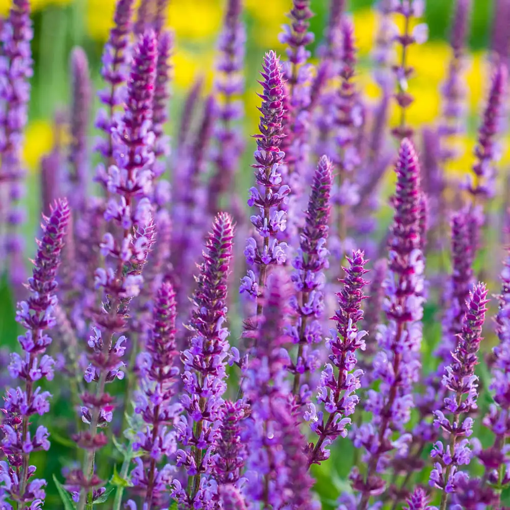 Salvia Amethyst (Sage)