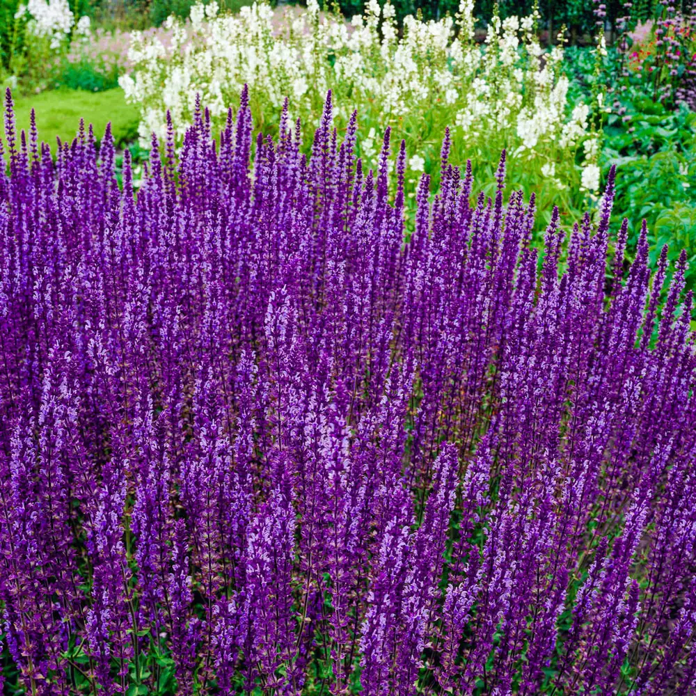 Salvia Amethyst (Sage) - Image 2