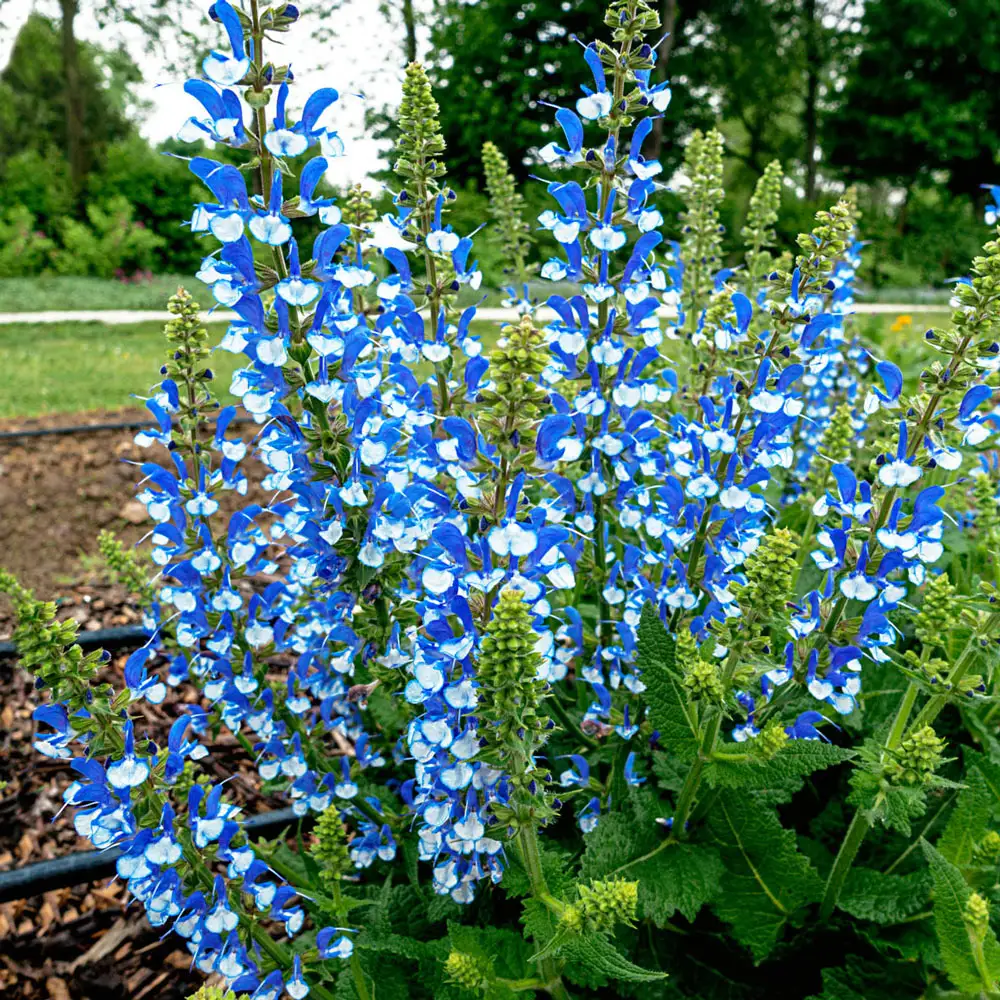 Salvia Azure Snow