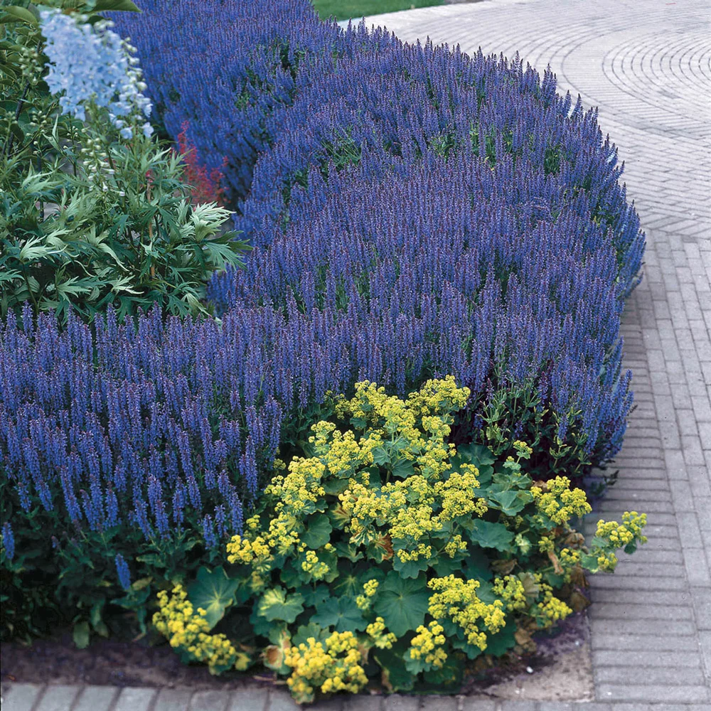 Salvia nemorosa May Night (Sage) - Image 2