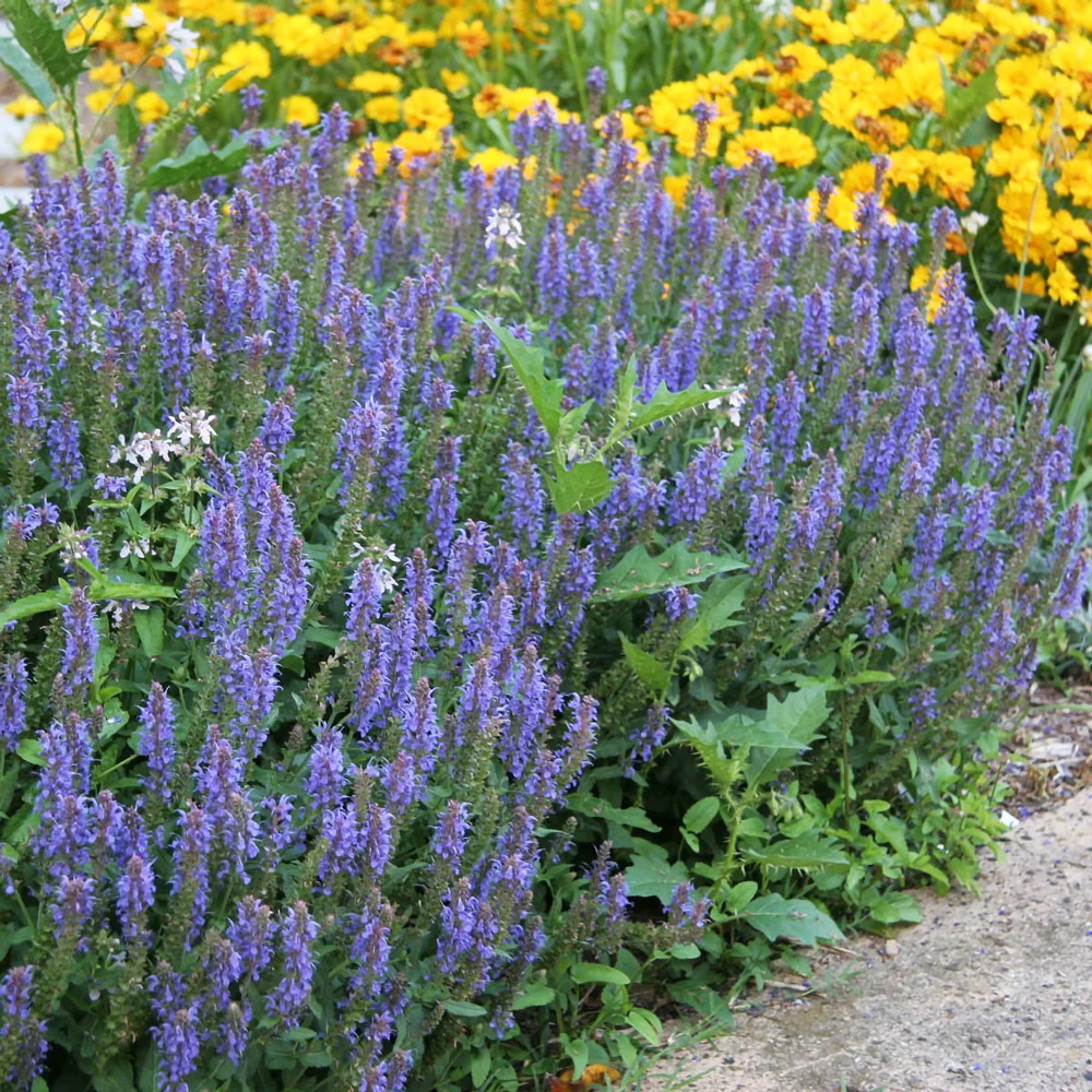 Salvia nemorosa May Night (Sage) - Image 3