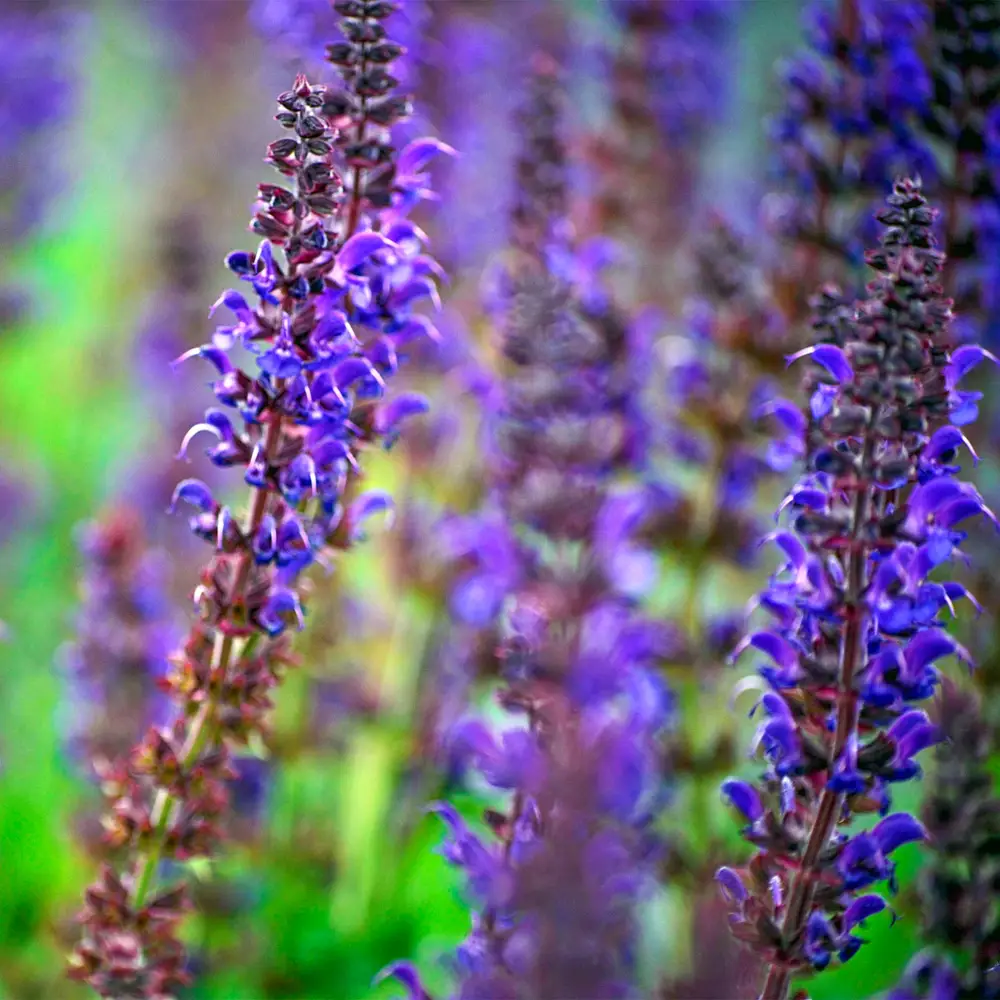 Salvia nemorosa May Night (Sage) - Image 6