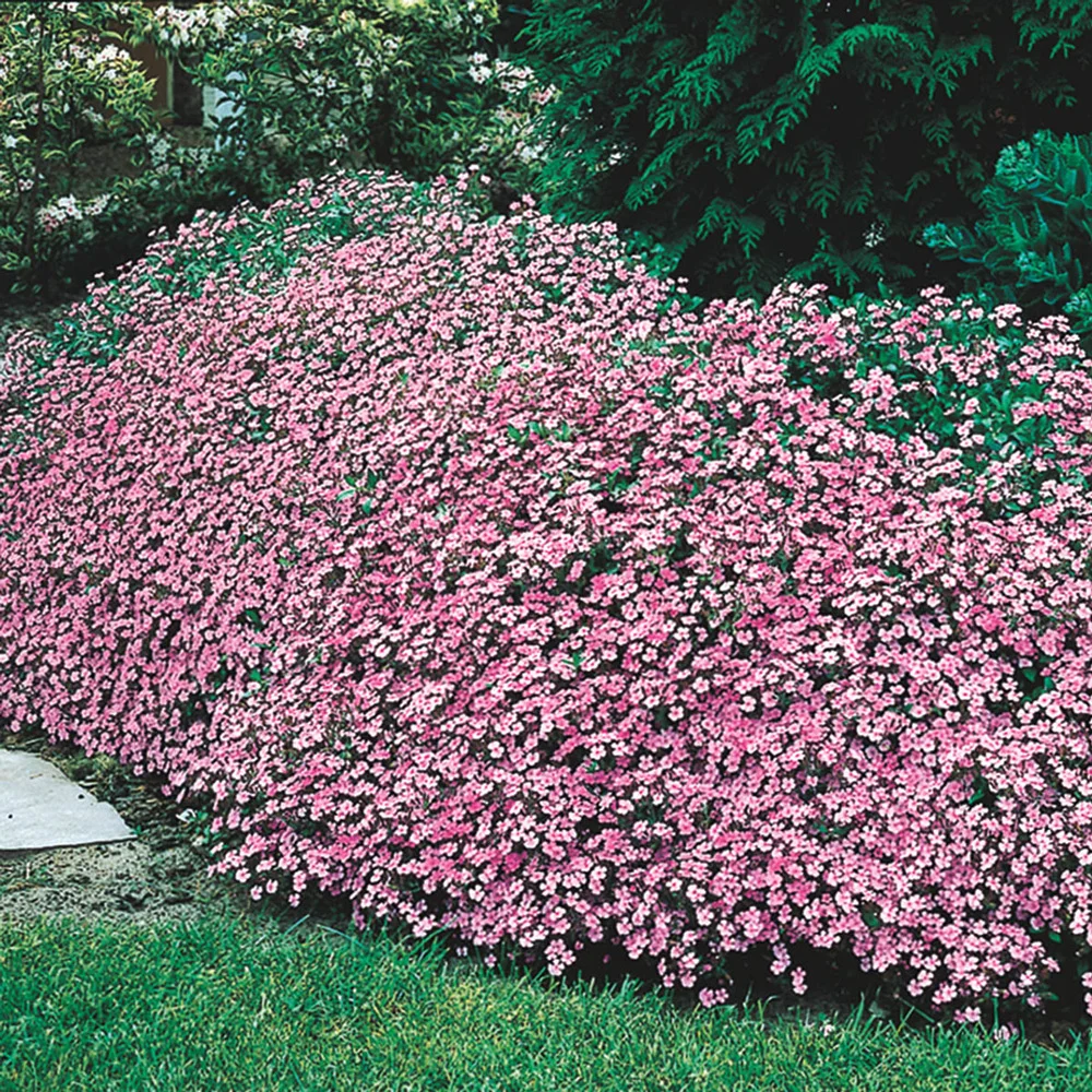 Saponaria ocymoides (Cote d'Azur Pinks) - Image 2