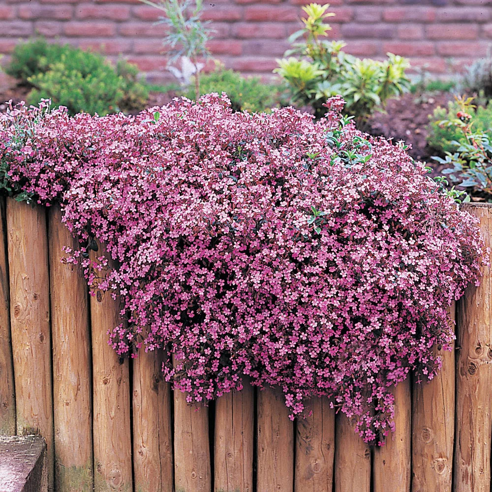 Saponaria ocymoides (Cote d'Azur Pinks) - Image 3