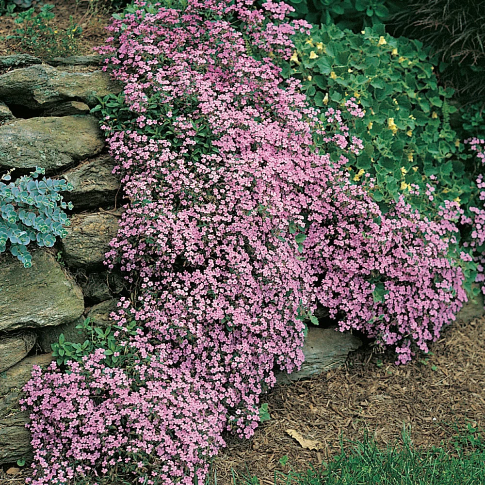 Saponaria ocymoides (Cote d'Azur Pinks) - Image 4