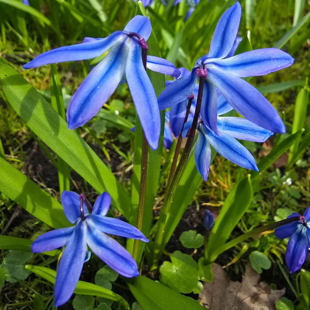 Scilla siberica (Siberian Squill) - Image 2