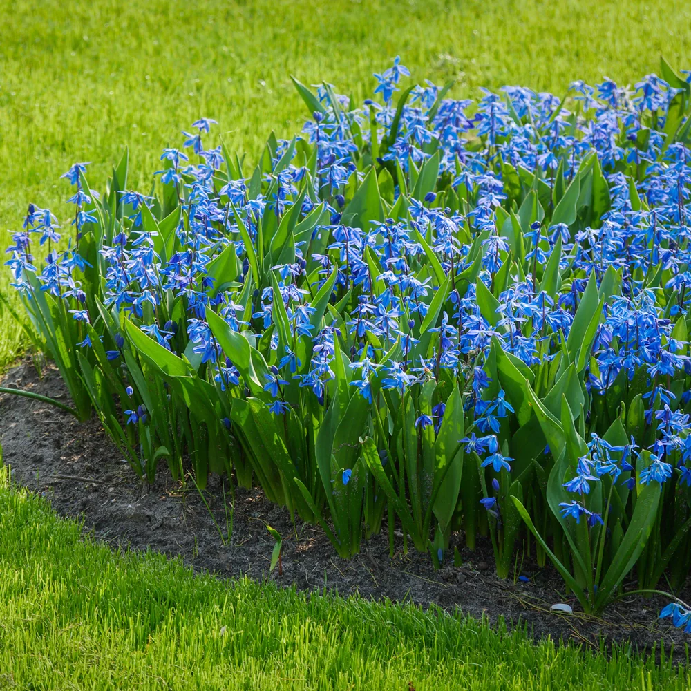 Scilla siberica (Siberian Squill) - Image 6