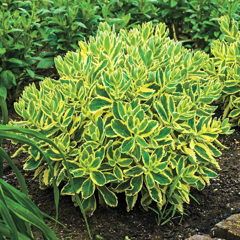 Sedum Autumn Charm