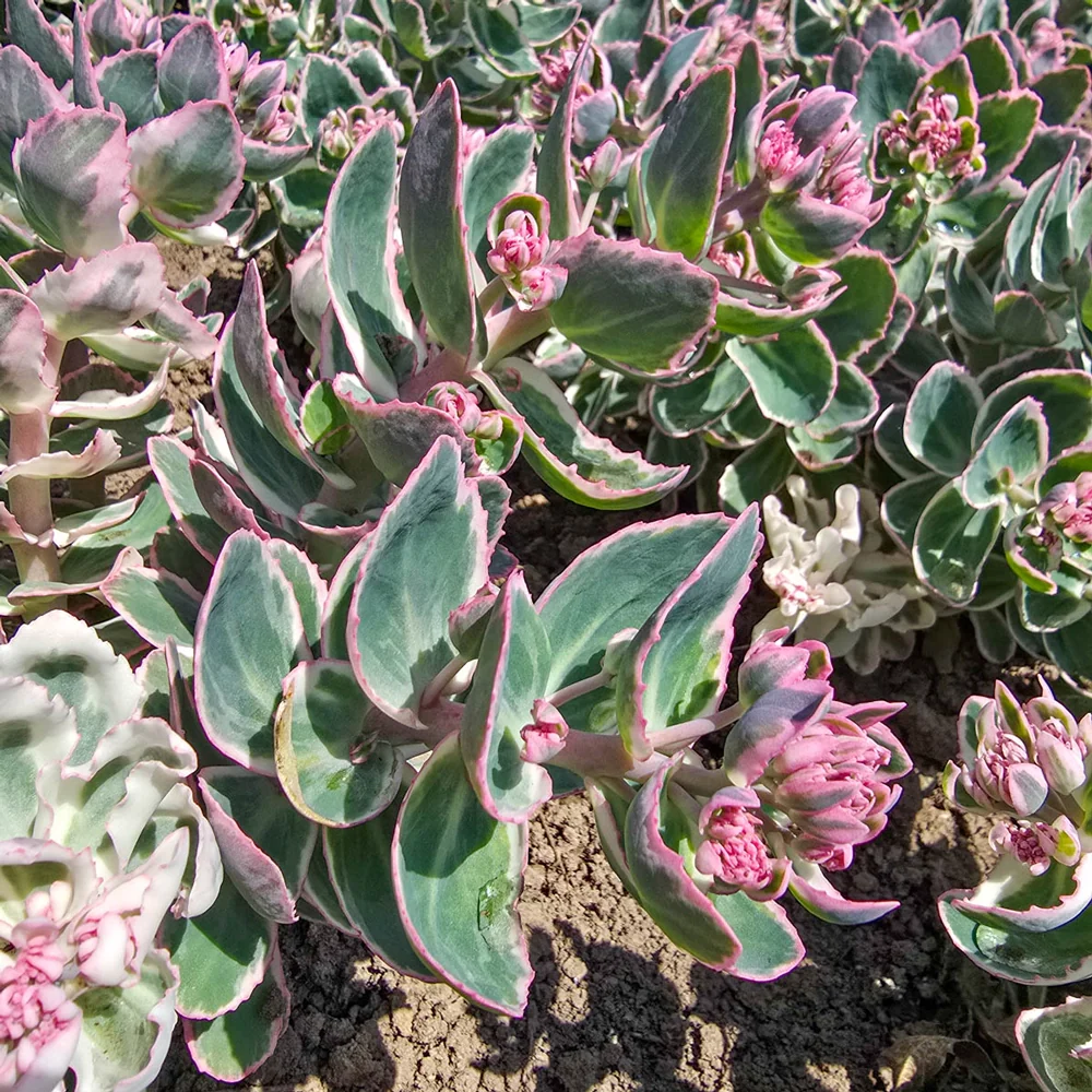 Sedum La Vie en Rose - Image 5