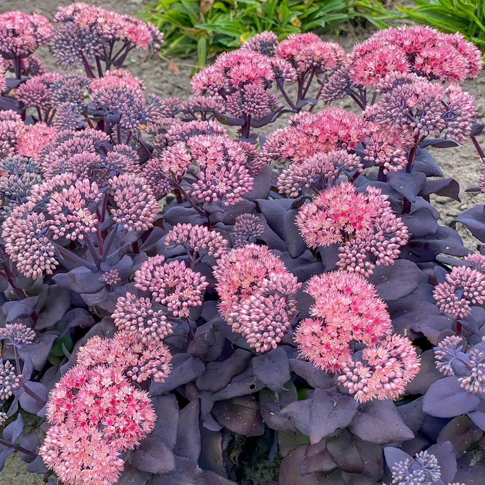 Sedum Mojave Jewels™ Sapphire - Image 2
